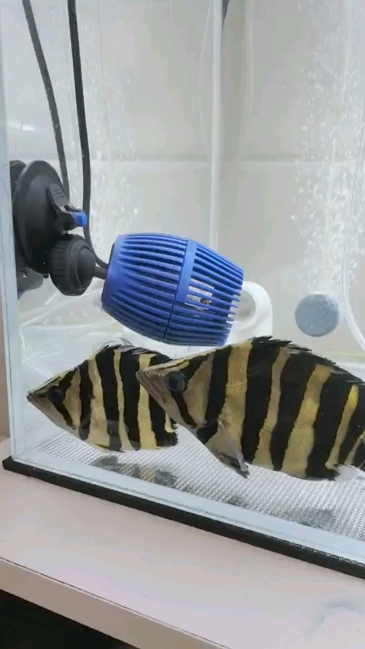 二只球虎