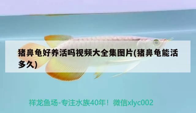 豬鼻龜好養活嗎視頻大全集圖片(豬鼻龜能活多久)