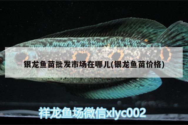 銀龍魚苗批發(fā)市場在哪兒(銀龍魚苗價格)