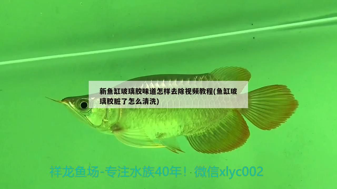 新魚缸玻璃膠味道怎樣去除視頻教程(魚缸玻璃膠臟了怎么清洗) 新魚缸玻璃膠味道怎樣去除視頻教程(魚缸玻璃膠臟了怎么清洗) 可麗愛魚缸