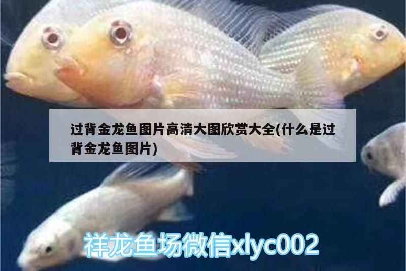 過背金龍魚圖片高清大圖欣賞大全(什么是過背金龍魚圖片)