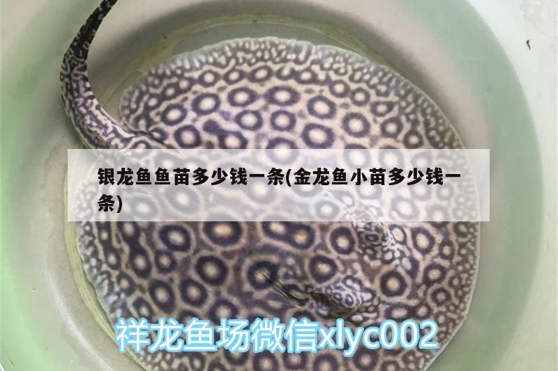 銀龍魚魚苗多少錢一條(金龍魚小苗多少錢一條) 銀龍魚魚苗多少錢一條(金龍魚小苗多少錢一條) 銀龍魚百科