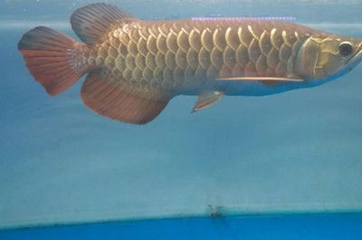 如何判斷龍魚腮幫起泡是否嚴重？（如何判斷龍魚腮幫起泡？）