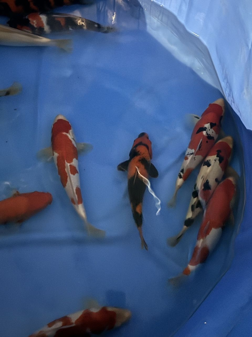 誠信經營進口錦鯉 自家產血統錦鯉。