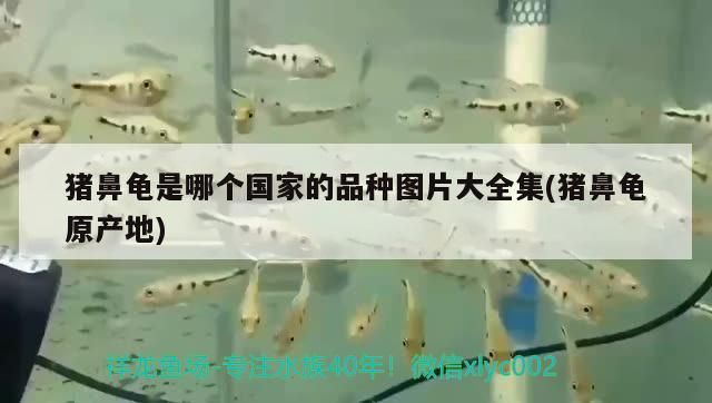 豬鼻龜是哪個(gè)國(guó)家的品種圖片大全集(豬鼻龜原產(chǎn)地)