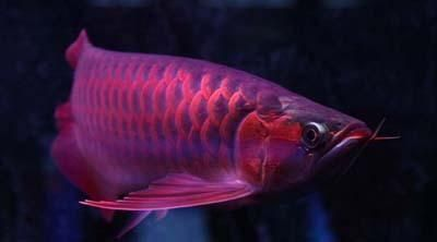20厘米紅龍魚一年能長多大魚 20厘米紅龍魚一年能長多大魚 紅龍魚百科 第2張