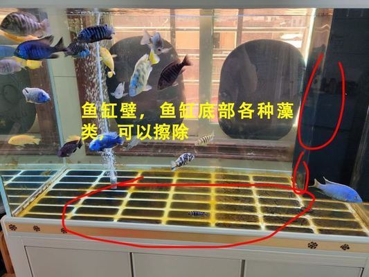 家里買哪種魚缸好（家里買哪種魚缸好養）