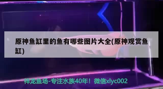 原神魚缸里的魚有哪些圖片大全(原神觀賞魚缸)