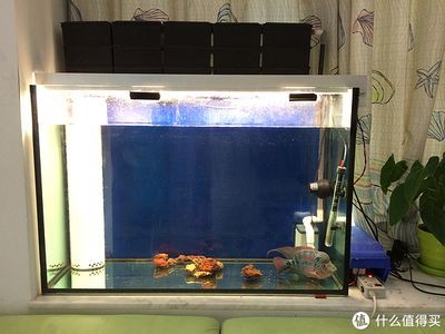 diy魚缸燈燈珠配比：diy魚缸燈燈珠配比方法
