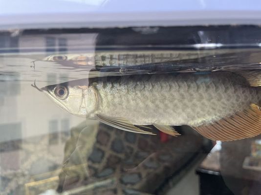 龍魚身上劃痕多久能好vs祥龍魚場：龍魚身上劃痕多久能好