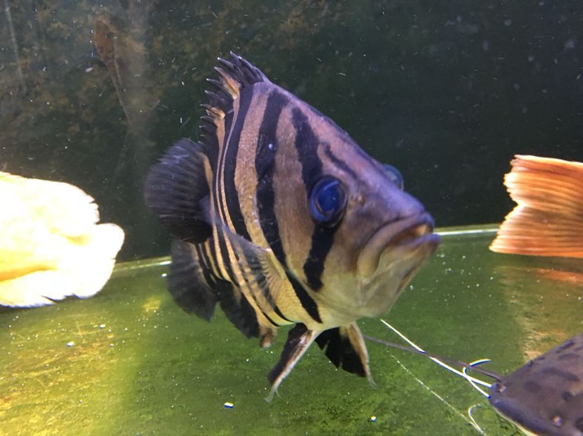 虎魚突眼怎么辦：如何治療虎魚突眼