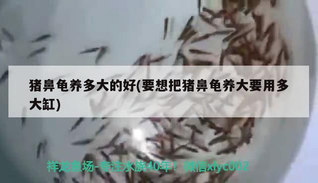 豬鼻龜養多大的好(要想把豬鼻龜養大要用多大缸)