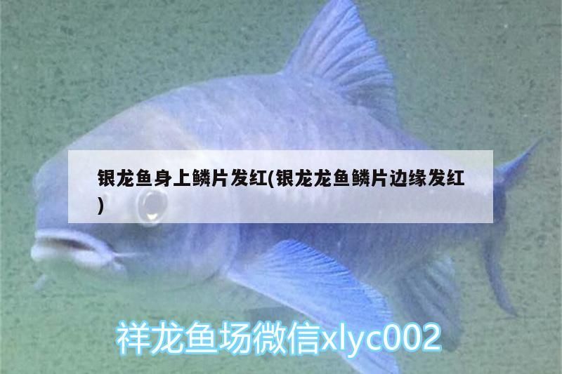 銀龍魚身上鱗片發紅(銀龍龍魚鱗片邊緣發紅)