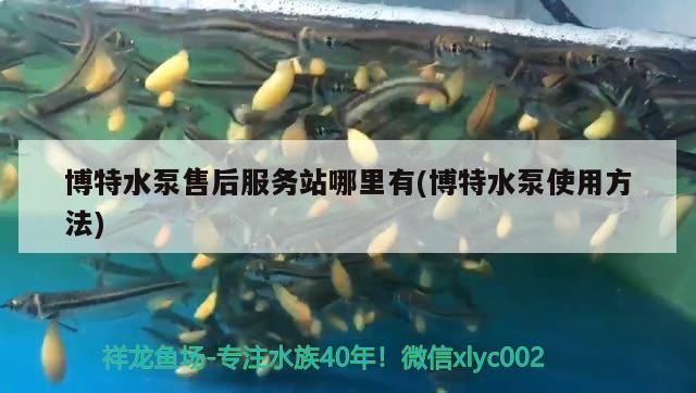 魚缸用增氧泵價格是多少:魚缸增氧機-xtrac增氧機-xtrac增氧機 博特水泵售后服務站哪里有(博特水泵使用方法) 博特水族 博特水泵售后服務站哪里有(博特水泵使用方法) 博特水泵售后服務站哪里有(博特水泵使用方法) 博特水族