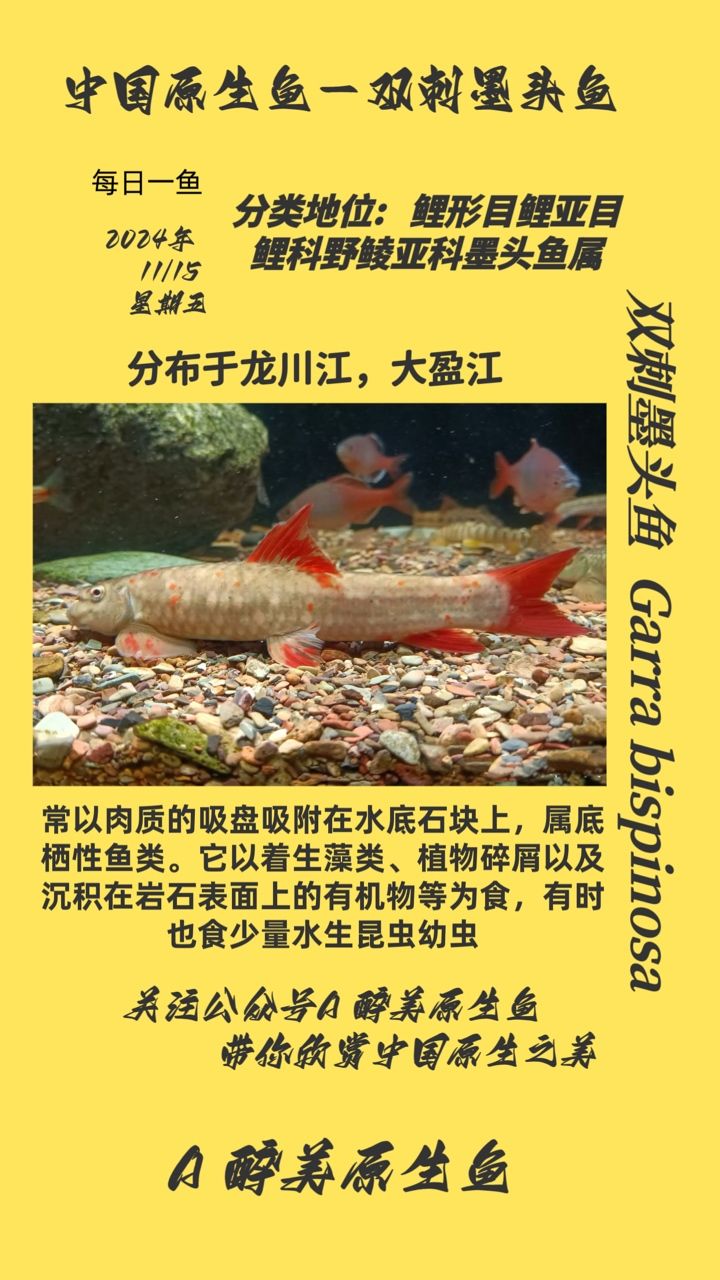 雙刺墨頭魚