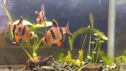 虎魚養幾條合適：屬虎的人養魚最好選擇3條或8條或8條 虎魚養幾條合適：屬虎的人養魚最好選擇3條或8條或8條 虎魚百科 第3張