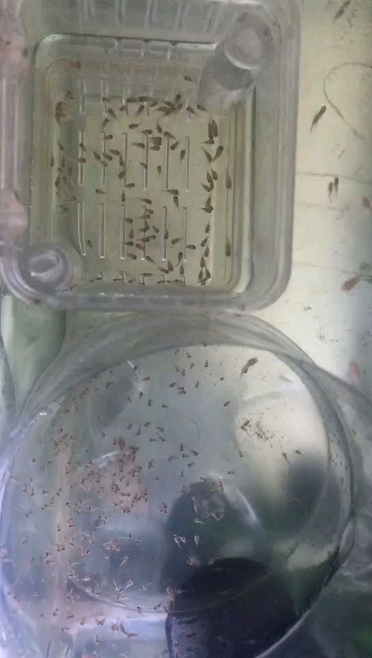 好多 好多 龍魚論壇