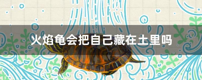 火焰龜會把自己藏在土里嗎