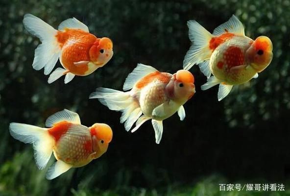 黃金貓魚生活環境優化（黃金貓魚最佳飼料搭配,如何判斷黃金貓魚健康狀態,黃金貓魚混養注意事項）