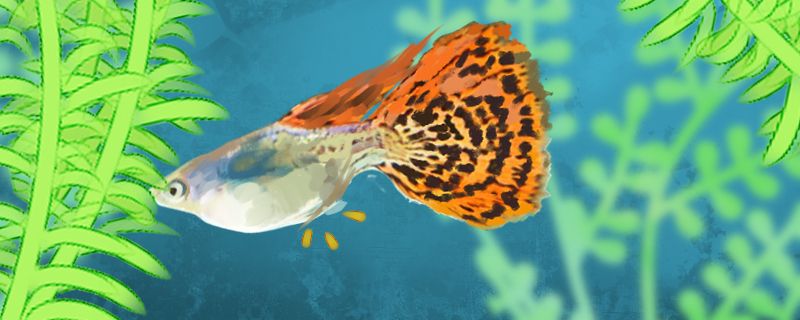 魚長虱子用什么藥治療魚長虱子怎么去除