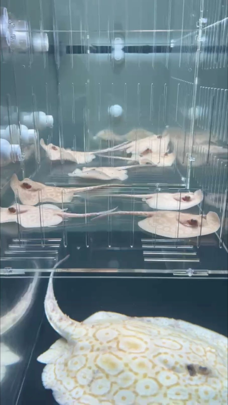 一米二彩鰈缸的樂趣