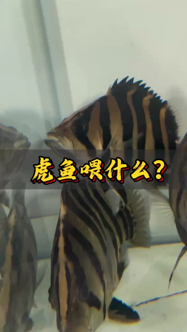 虎魚吃什么