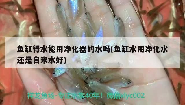 魚缸得水能用凈化器的水嗎(魚缸水用凈化水還是自來水好)