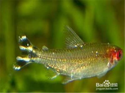 如貓似鹿，亦狐亦兔，女朋友究竟像什么動物？女友如謎，貓鹿狐兔，她究竟像哪種小動物？