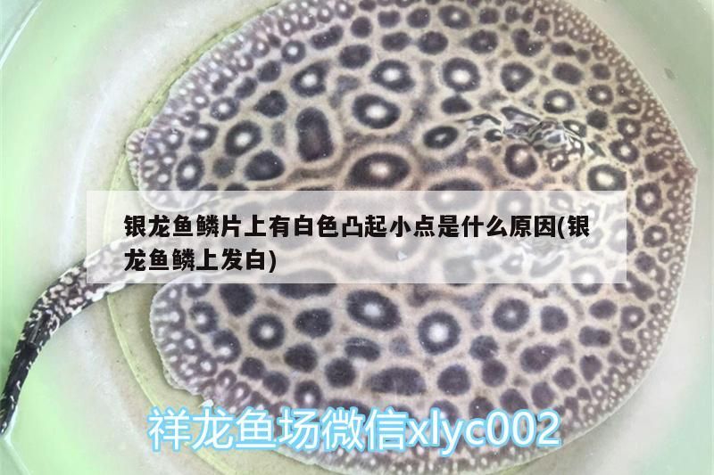 銀龍魚鱗片上有白色凸起小點是什么原因(銀龍魚鱗上發白)