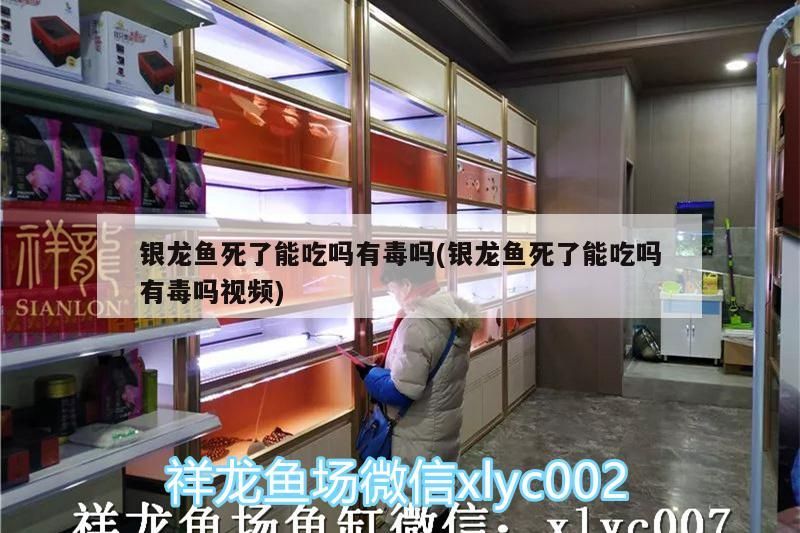 銀龍魚死了能吃嗎有毒嗎(銀龍魚死了能吃嗎有毒嗎視頻)