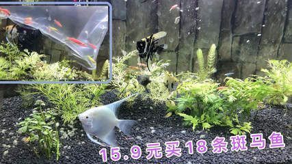 農(nóng)村養(yǎng)殖什么最可靠?這幾種項(xiàng)目風(fēng)險(xiǎn)低、收益穩(wěn)!農(nóng)村養(yǎng)殖什么最可靠?推薦這幾個(gè)低風(fēng)險(xiǎn)、穩(wěn)收益的項(xiàng)目! 龍魚(yú)百科 第2張 農(nóng)村養(yǎng)殖什么最可靠?這幾種項(xiàng)目風(fēng)險(xiǎn)低、收益穩(wěn)!農(nóng)村養(yǎng)殖什么最可靠?推薦這幾個(gè)低風(fēng)險(xiǎn)、穩(wěn)收益的項(xiàng)目! 農(nóng)村養(yǎng)殖什么最可靠?這幾種項(xiàng)目風(fēng)險(xiǎn)低、收益穩(wěn)!農(nóng)村養(yǎng)殖什么最可靠?推薦這幾個(gè)低風(fēng)險(xiǎn)、穩(wěn)收益的項(xiàng)目! 龍魚(yú)百科 第2張