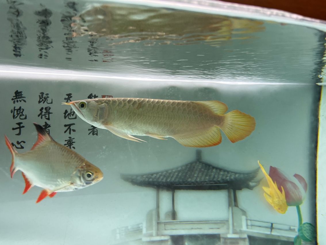 神龍丁丁昭黑限量版
