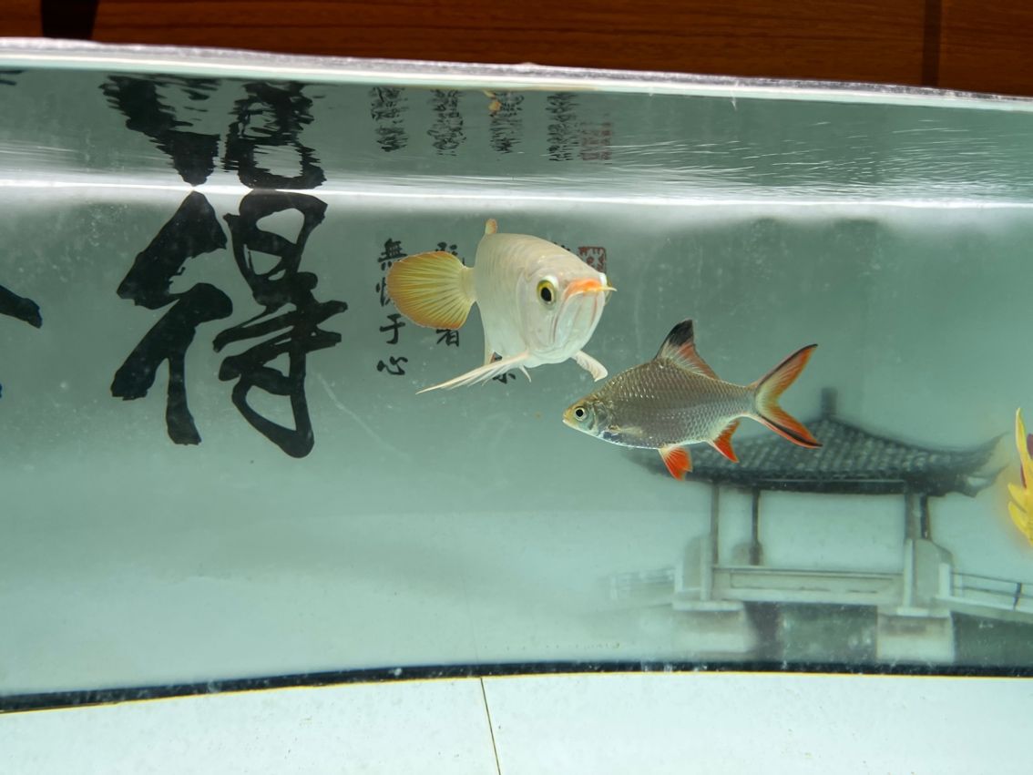 神龍丁丁昭黑限量版