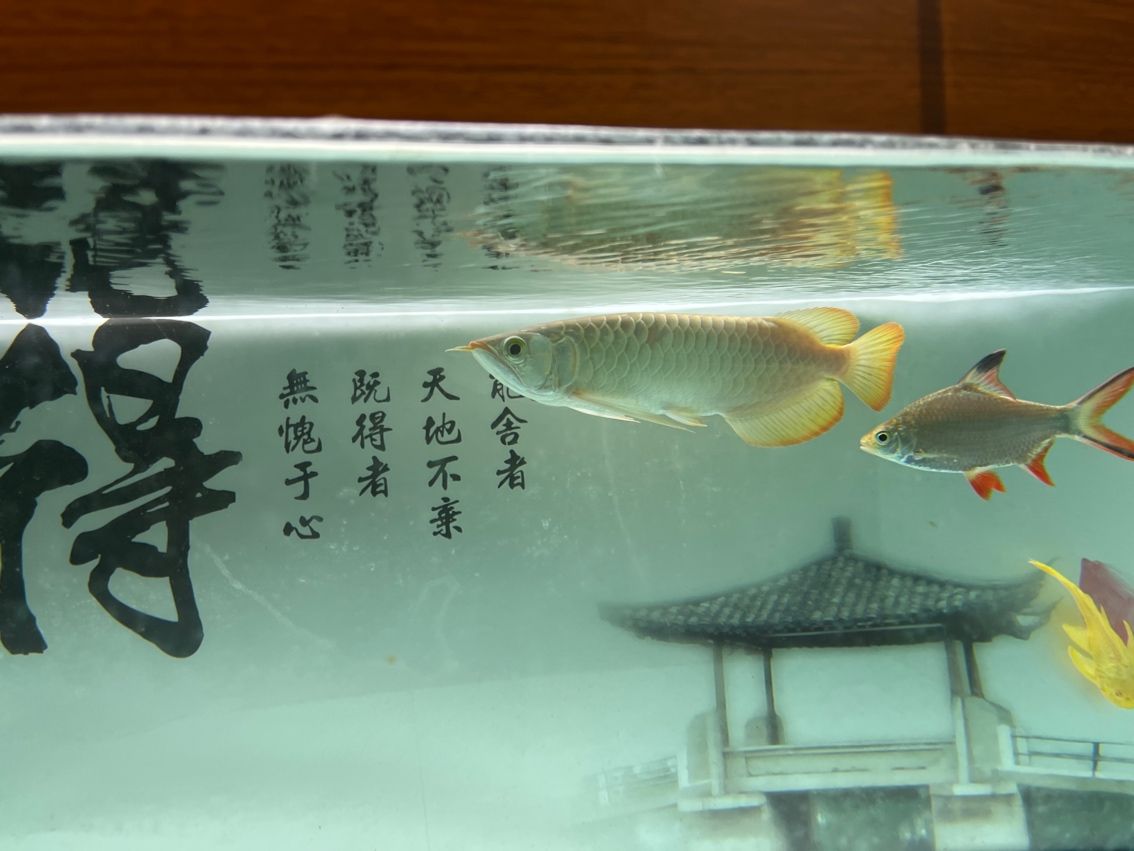 神龍丁丁昭黑限量版