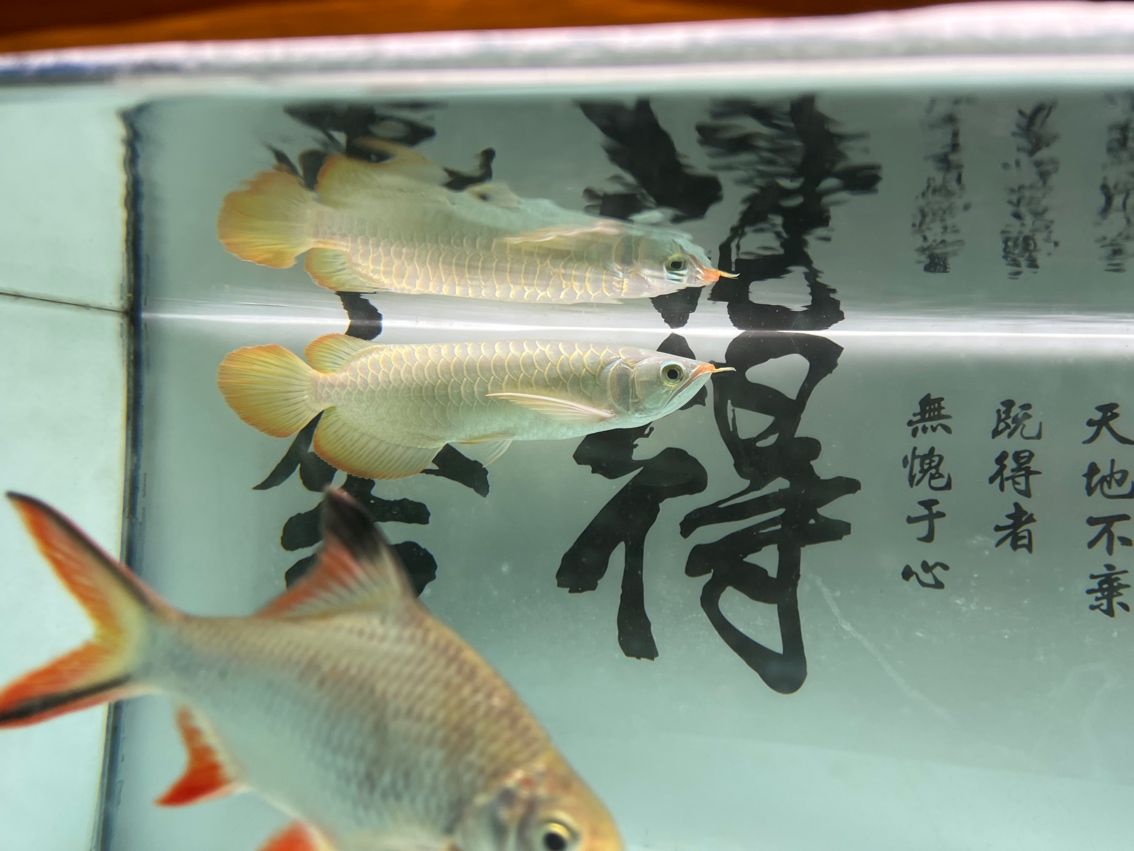 神龍丁丁昭黑限量版