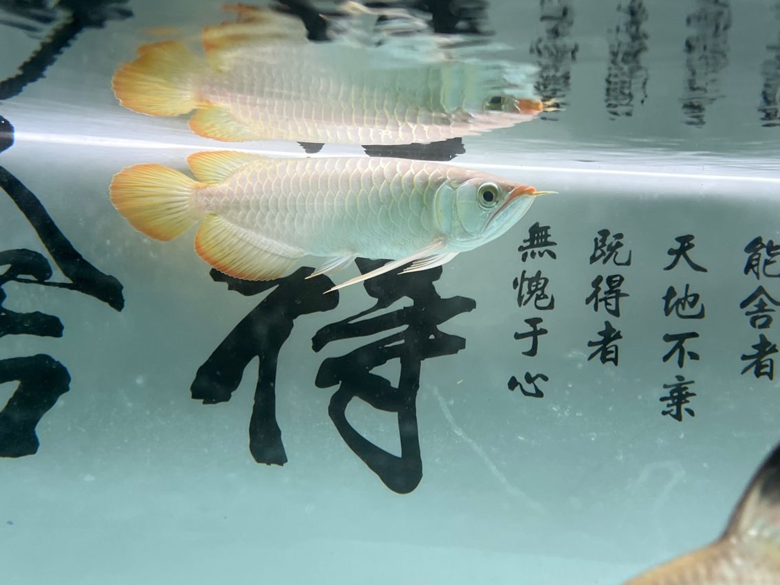 神龍丁丁昭黑限量版
