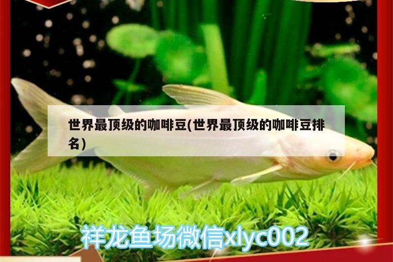 世界最頂級(jí)的咖啡豆(世界最頂級(jí)的咖啡豆排名) 世界最頂級(jí)的咖啡豆(世界最頂級(jí)的咖啡豆排名) 馬來西亞咖啡