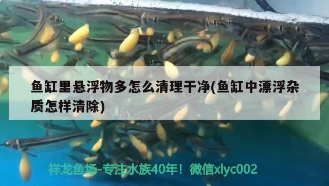 魚缸里懸浮物多怎么清理干凈(魚缸中漂浮雜質(zhì)怎樣清除)