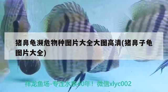豬鼻龜瀕危物種圖片大全大圖高清(豬鼻子龜圖片大全)