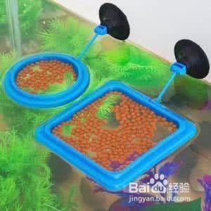 龍魚翻鰓后果怎么樣vs祥龍魚場(chǎng)：龍魚翻鰓的原因及防治