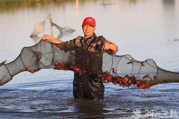 鯰魚認主人嗎？探索魚類的認知能力與情感聯系，鯰魚能認主人嗎？揭秘魚類的認知能力與情感紐帶，鯰魚能認出主人嗎？揭秘魚類的認知與情感能力