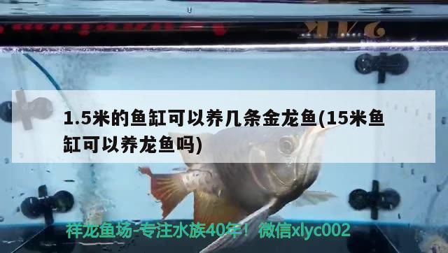 1.5米的魚缸可以養幾條金龍魚(15米魚缸可以養龍魚嗎)