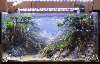 60厘米魚缸水草造景圖片：60厘米魚缸水草造景圖片展示不同類型的水草造景