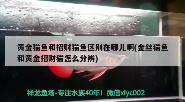 黃金貓魚和招財貓魚區別在哪兒啊(金絲貓魚和黃金招財貓怎么分辨)
