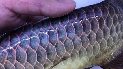 15公分的魟魚吃什么：15公分的魟魚可以喂食什么？