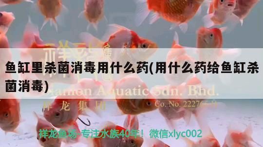 魚缸里殺菌消毒用什么藥(用什么藥給魚缸殺菌消毒)