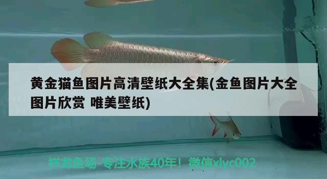 黃金貓魚圖片高清壁紙大全集(金魚圖片大全圖片欣賞唯美壁紙)