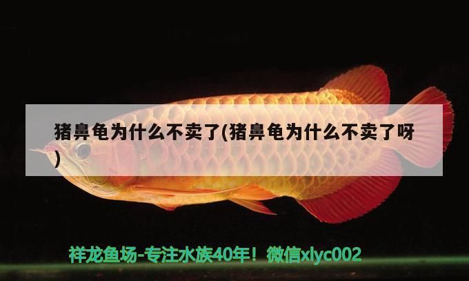 豬鼻龜為什么不賣了(豬鼻龜為什么不賣了呀)