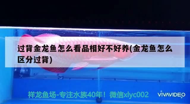 過背金龍魚怎么看品相好不好養(金龍魚怎么區分過背)