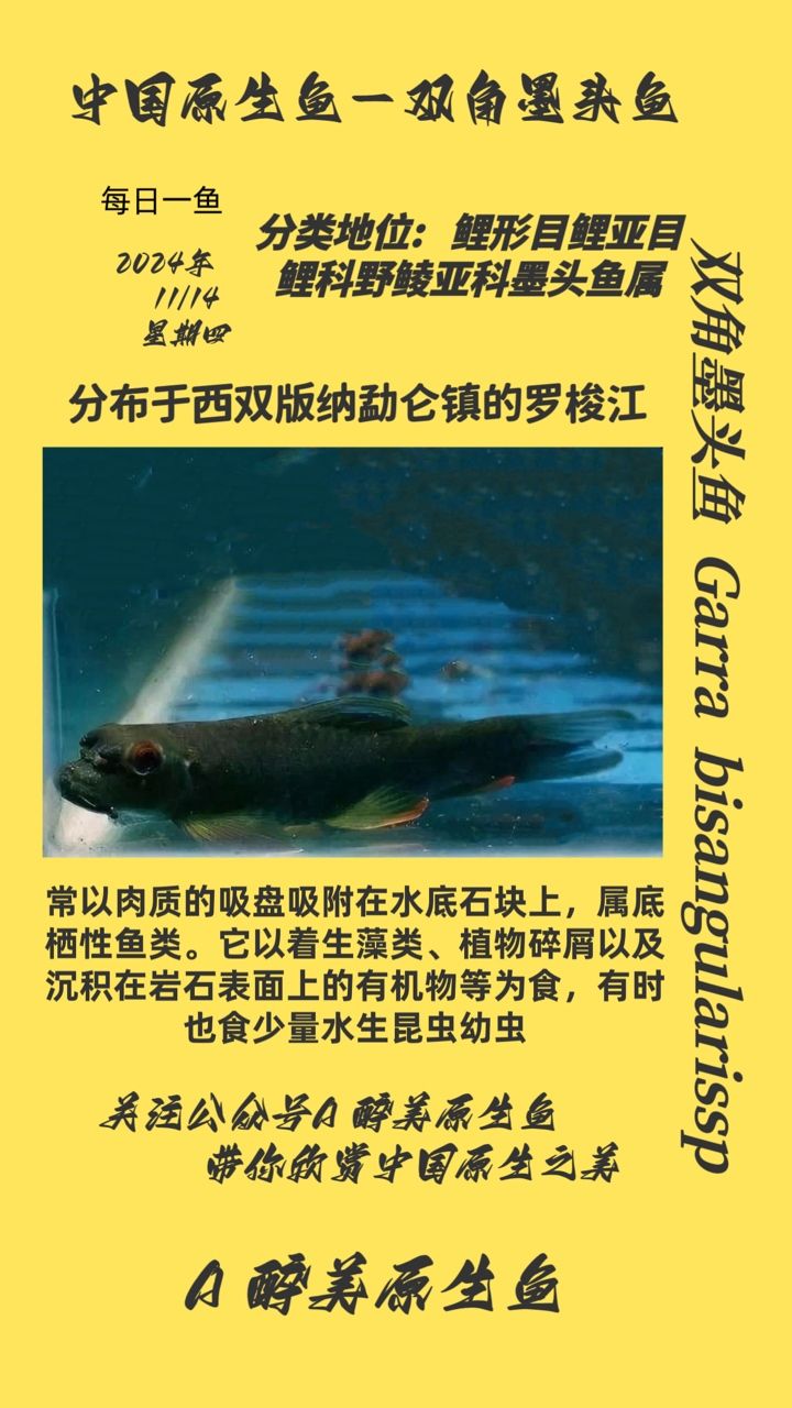雙角墨頭魚
